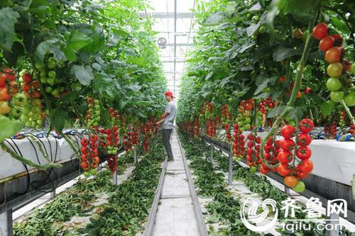 探访寿光蔬菜的"荷兰模式" 西红柿吊着长销售按串卖-新闻频道-和讯网